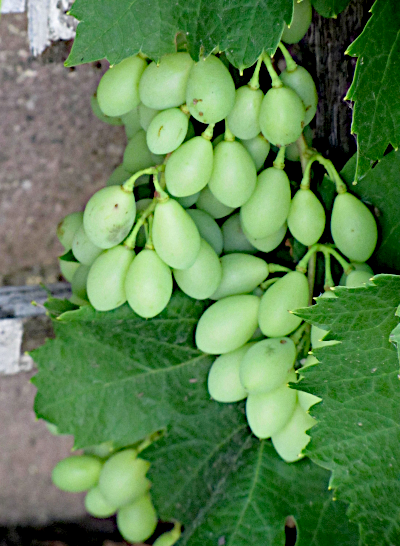 grapes 40 miles.png